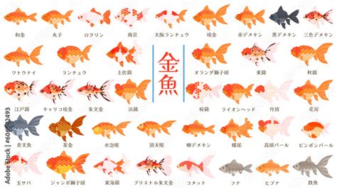 高級金魚種類|金魚の種類（品種）一覧を紹介します